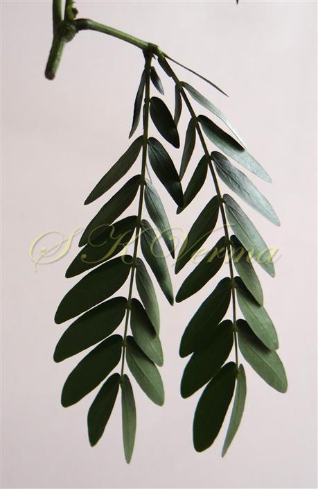  Leaf